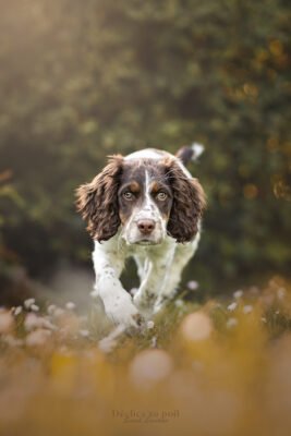 photo d'un chiot springer anglais à fontainebleau
