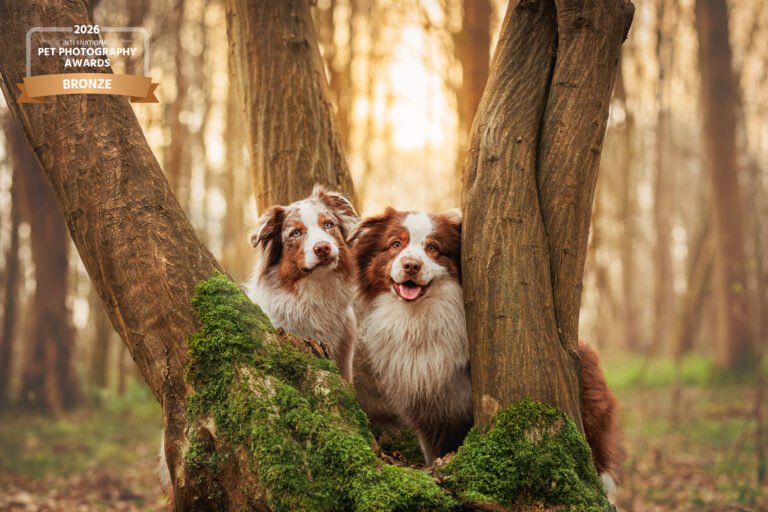 portrait de deux bergers australiens en forêt à Mennecy en Essonne lors d'une séance photo canine réalisée par declics au poil. Cette photographie a été primée au international pet photography award