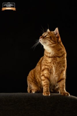 portrait à domicile d'un chat roux à fontainebleau - séance photo féline par declics au poil - photographie primée au international pet photography award