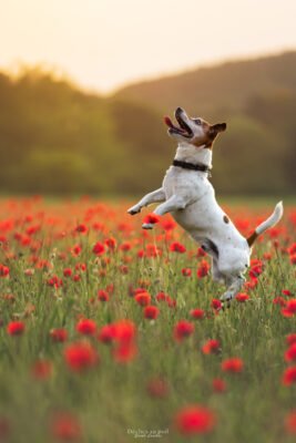 photo chien jack russel coquelicot
