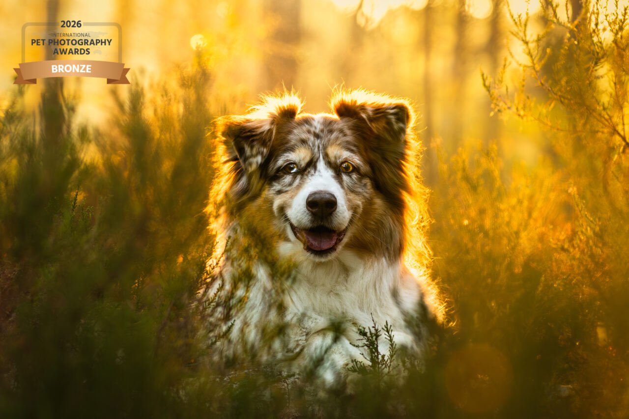 portrait d'un berger australien en forêt de fontainebleau lors d'une séance photo canine réalisée par declics au poil. Cette photographie a été primée au international pet photography award