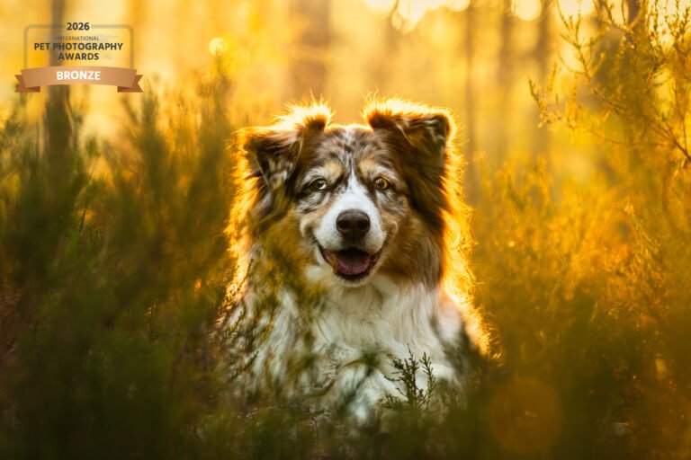 portrait d'un berger australien en forêt de fontainebleau lors d'une séance photo canine réalisée par declics au poil. Cette photographie a été primée au international pet photography award