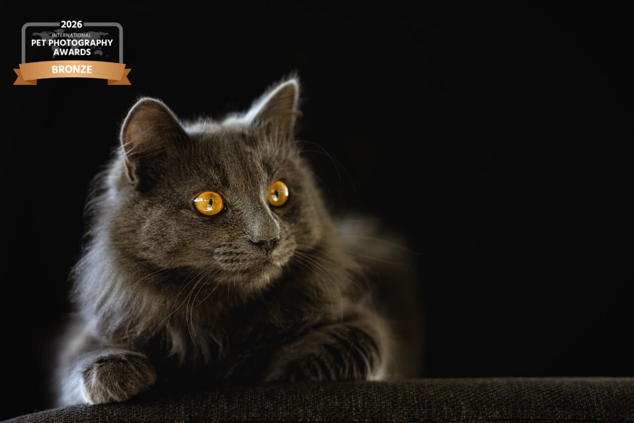 portrait à domicile d'un chat noir en essonne lors d'une séance photo féline avec declics au poil. Photographie primée au international pet photography award