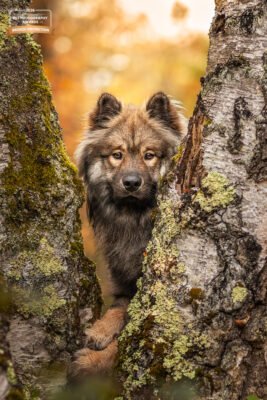 Portrait d’un chien Eurasier en forêt de Fontainebleau lors d’une séance photo canine réalisée par Déclics au Poil. Cette photographie a été récompensée aux International Pet Photography Awards.